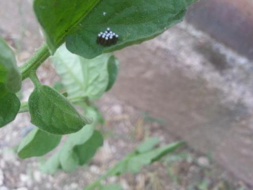 Réf. 142 272 : Rhynocoris sp.