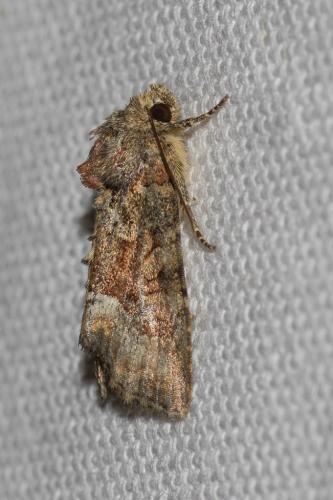 Réf. 142 840 : Oligia sp.