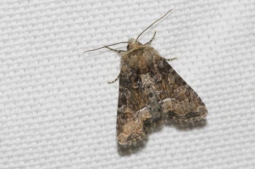 Réf. 142 902 : Oligia sp.