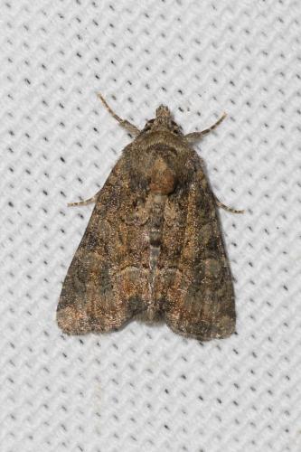 Réf. 142 903 : Oligia sp.