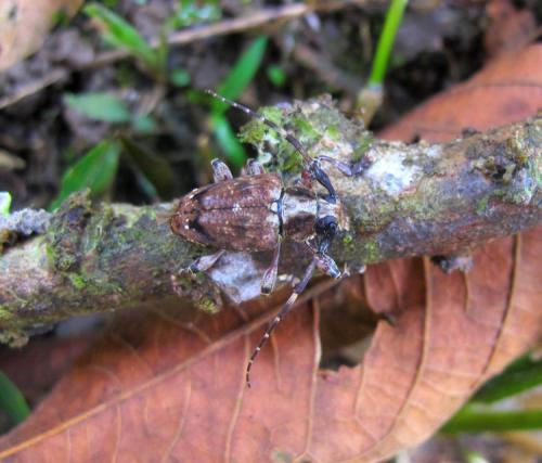 Acanthoderes thoracica