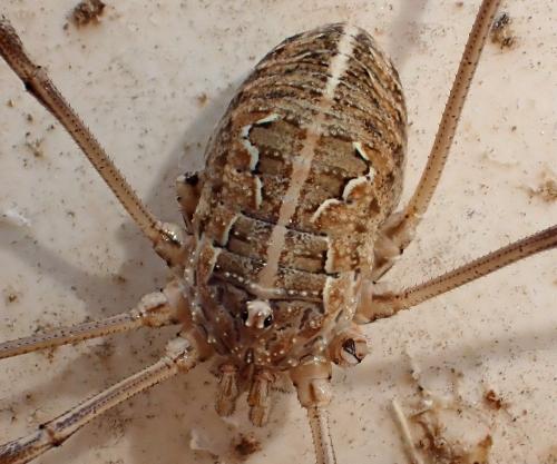 Metaphalangium cirtanum