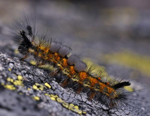 Orgyia sp.