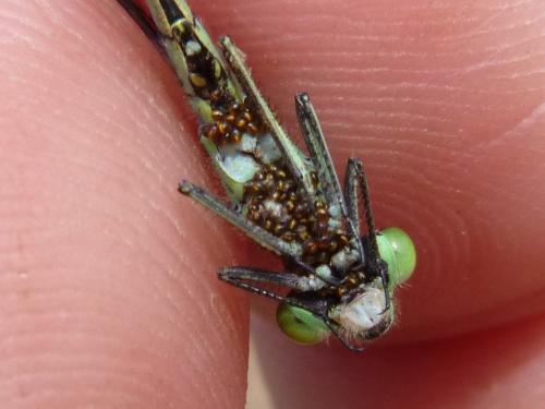 Arrenurus sp.