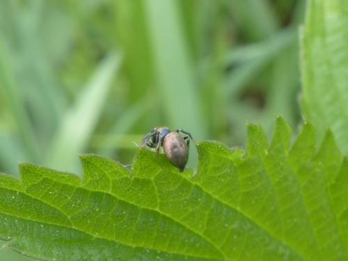 Réf. 142 404 : Heliophanus auratus