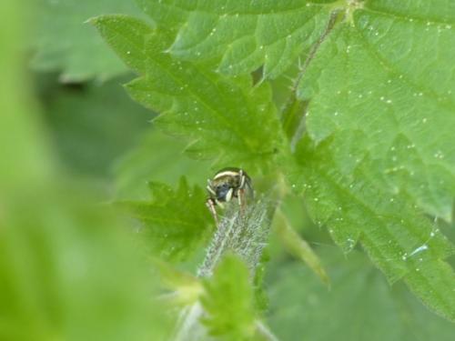 Réf. 142 405 : Heliophanus auratus