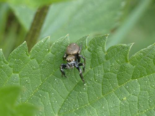 Réf. 142 406 : Evarcha arcuata