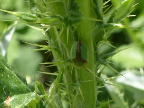 Réf. 142 226 : Cassida vibex