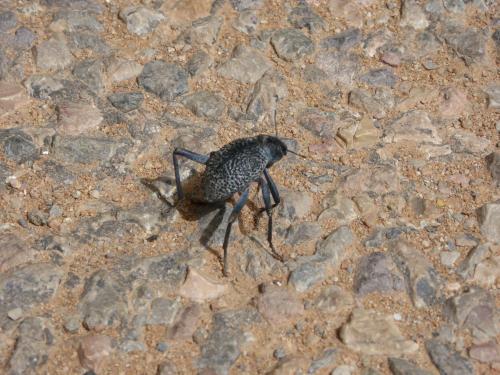 Adesmia sp.