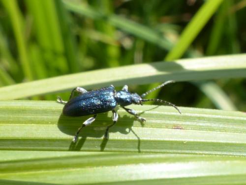 Réf. 142 106 : Plateumaris sp.