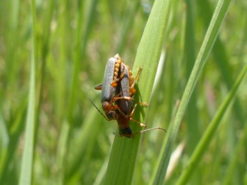 Cantharis lateralis