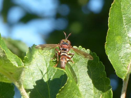 Conops vesicularis