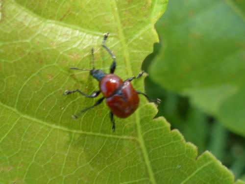 Attelabus nitens