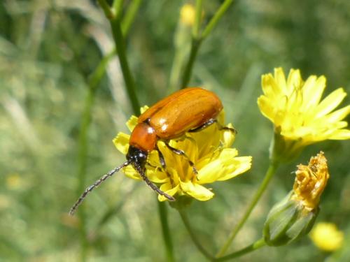 Réf. 142 229 : Exosoma lusitanicum