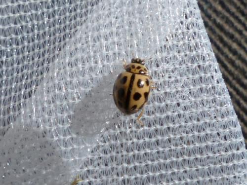 Tytthaspis sedecimpunctata