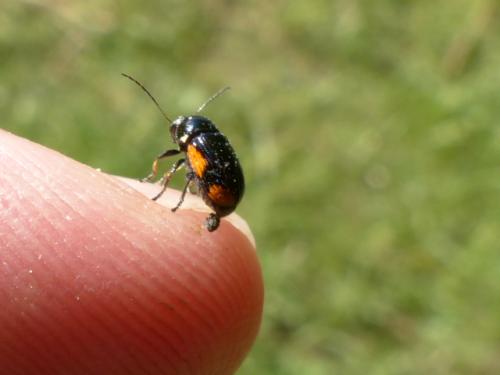Réf. 142 488 : Cryptocephalus moraei