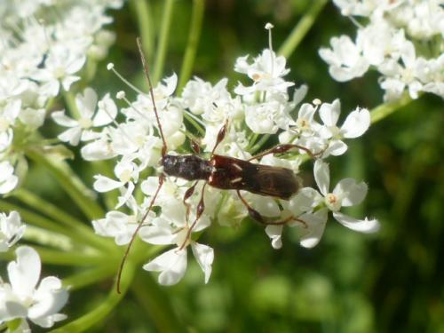 Réf. 142 653 : Molorchus minor