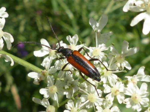 Stenurella sp.