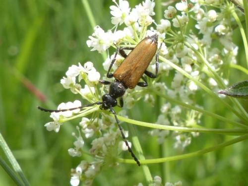 Stictoleptura maculicornis