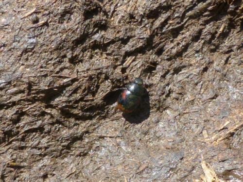 Sphaeridium sp.