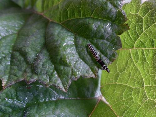 Réf. 142 641 : Helcystogramma rufescens