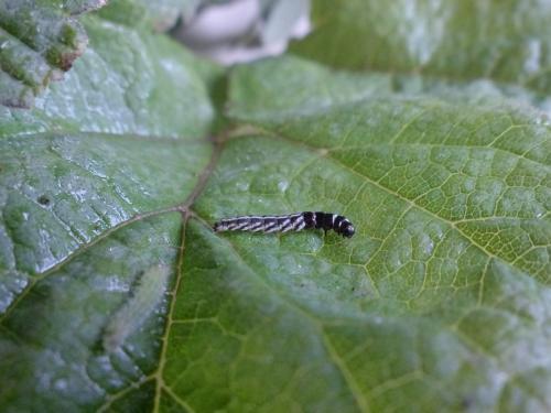 Réf. 142 642 : Helcystogramma rufescens