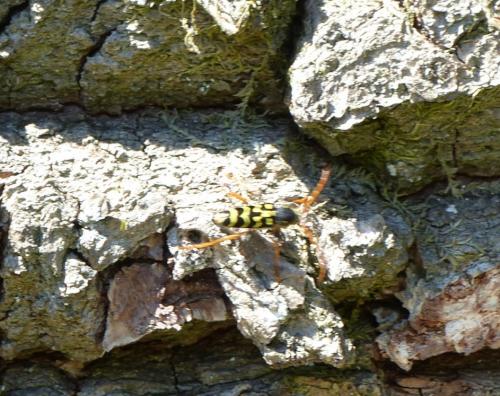 Plagionotus arcuatus