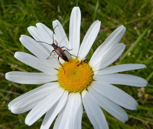 Stenurella sp.