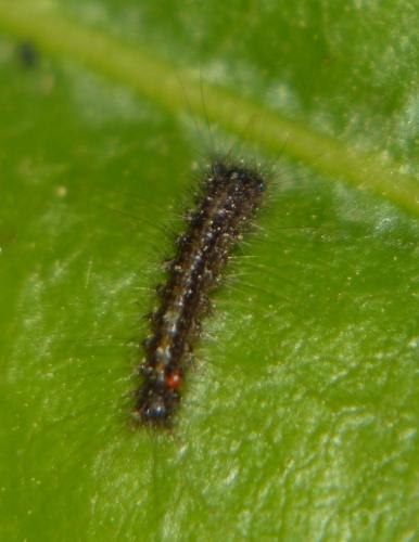 Lymantria dispar