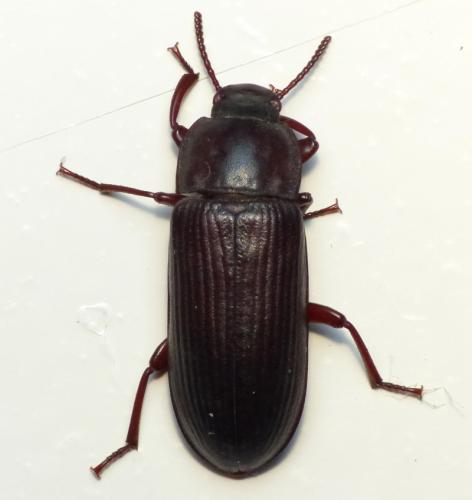 Tenebrio molitor