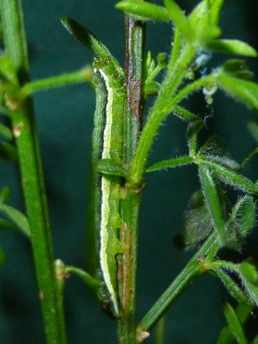 Orthosia gothica