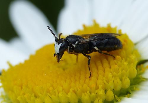 Hylaeus nigritus