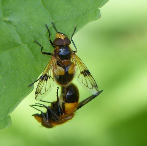 Volucella inflata