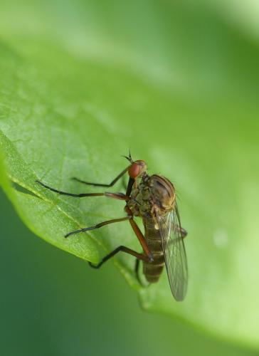 Empis livida