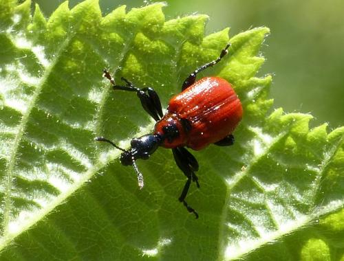 Apoderus coryli