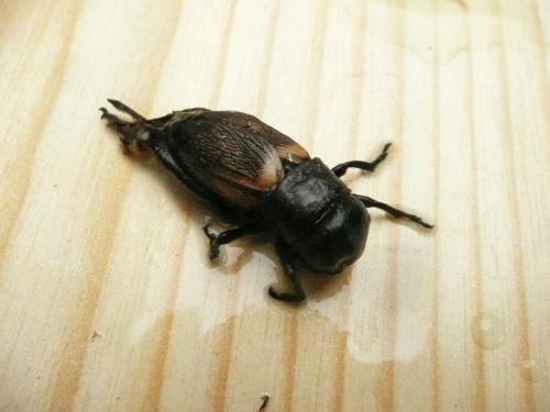 Gryllus campestris