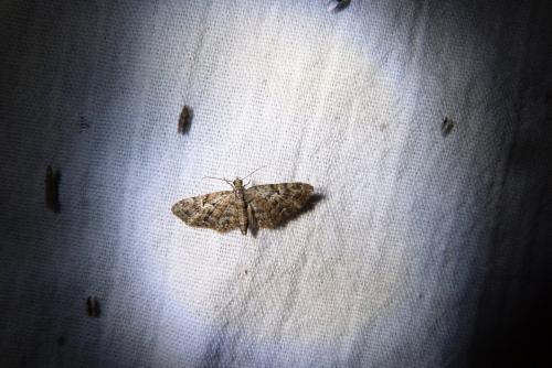 Réf. 142 117 : Eupithecia dodoneata