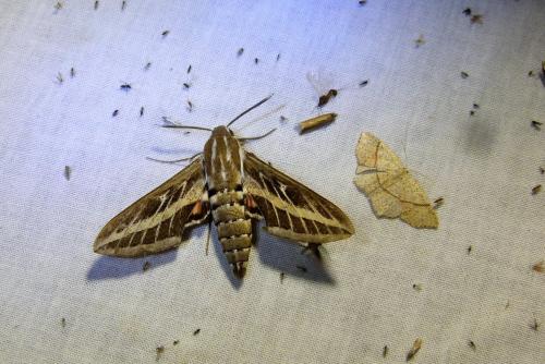 Hyles livornica
