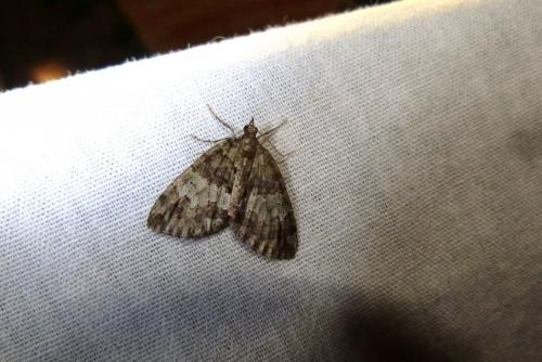 Réf. 142 114 : Hydriomena impluviata