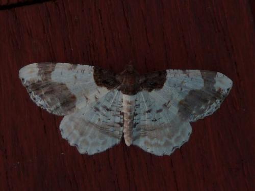Réf. 142 618 : Ligdia adustata