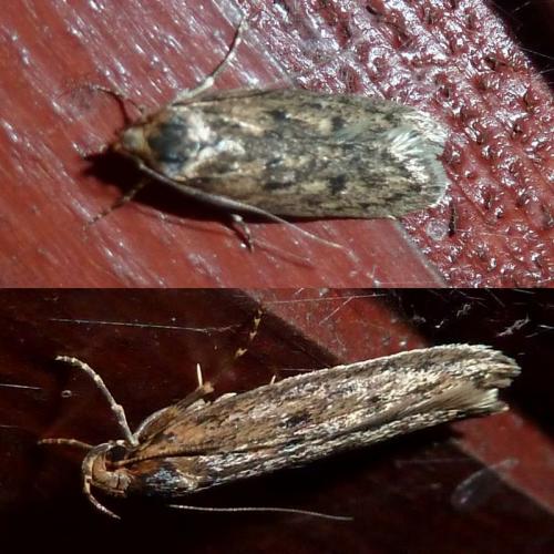 Réf. 142 048 : Hofmannophila pseudospretella