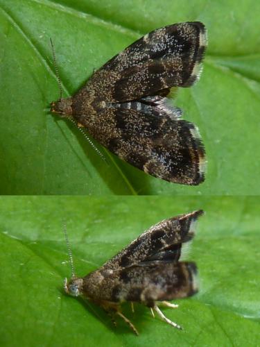 Anthophila fabriciana