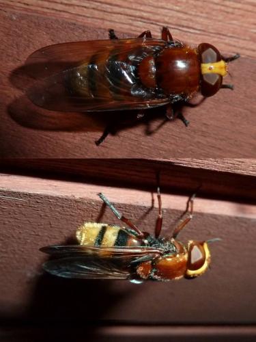 Réf. 142 582 : Volucella zonaria