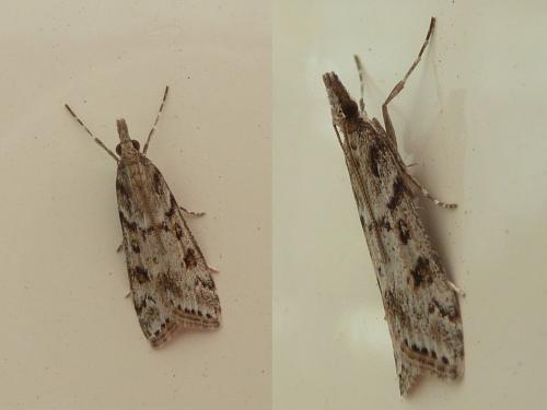 Réf. 142 682 : Eudonia angustea