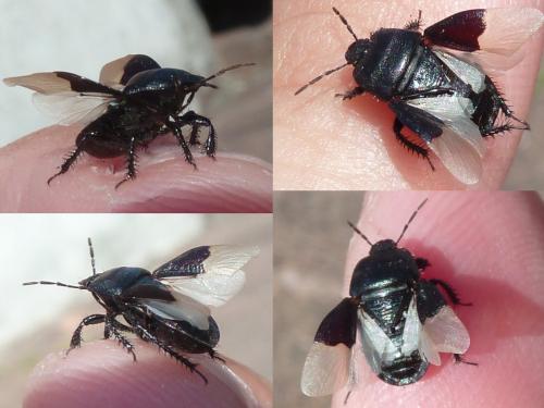 Cydnus aterrimus