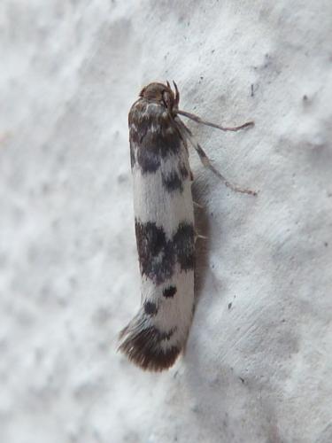 Réf. 142 148 : Enolmis acanthella