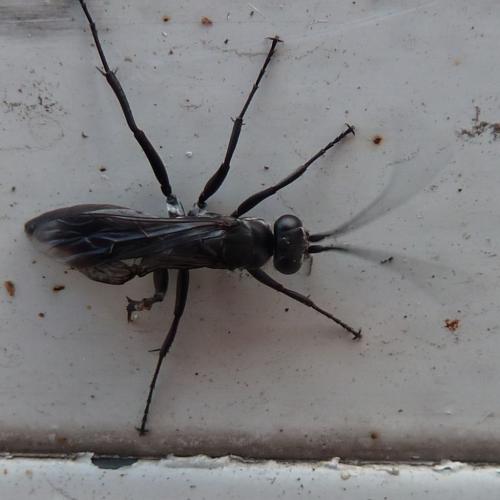 Réf. 142 677 : Agenioideus sp.