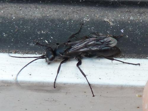 Réf. 142 674 : Agenioideus sp.