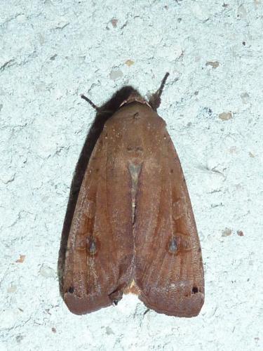 Noctua pronuba