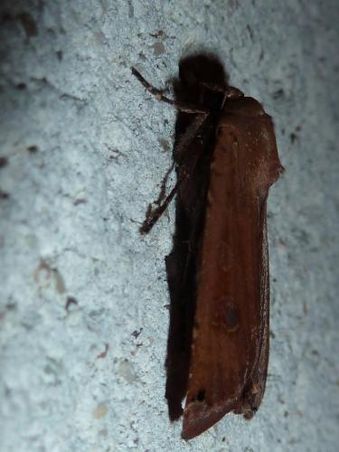 Noctua pronuba